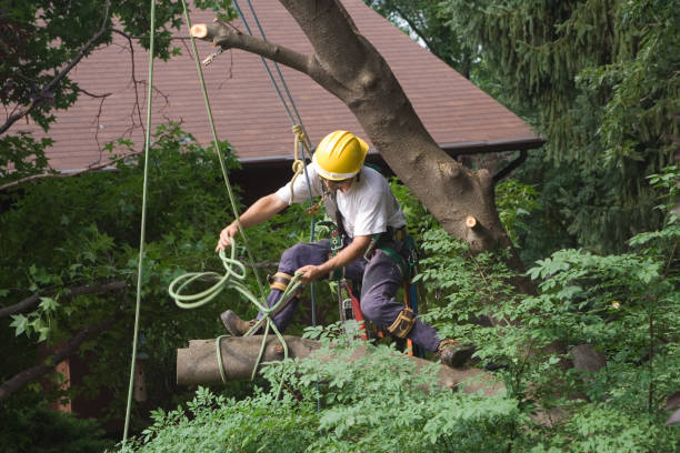  Hillcrest, NY Tree Removal Services Pros